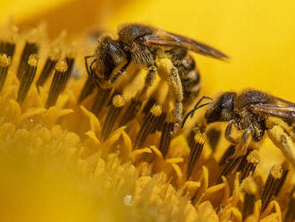 Včelám ubližuje vietor, ktorý silnie pre klimatické zmeny