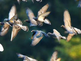 V Indii sa výrazne zmenšujú populácie vtákov