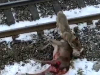 Brutálne VIDEO z centra Tatier: Vlk zaútočil na jelenča hneď vedľa zastávky