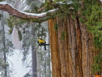 VIDEO Strom starý 3200 rokov je tak veľký, že ho museli odfotiť na 126-krát: Ale koľko má listov!