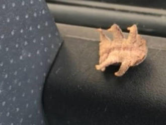 VIDEO Vodič našiel vo svojom zaparkovanom aute tajomného tvora: Tohto hmyzu sa nikdy nechytajte!