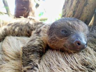 Ve zlínské zoo se narodilo mládě lenochoda dvouprstého