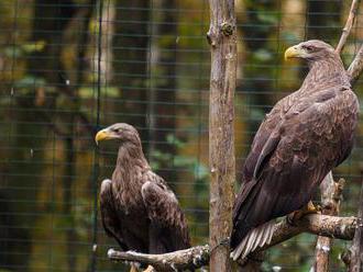 V ostravské zoo se narodila mláďata vzácného orla, jedno zamířilo k pěstounům