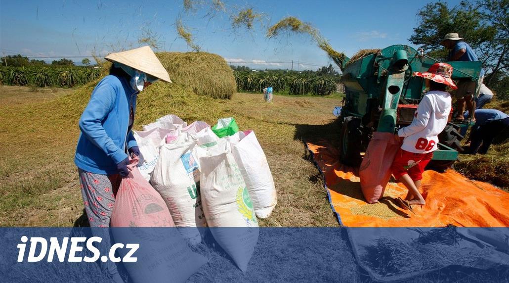 Vietnam pozastavil vývoz rýže. Kontroluje, zda má dost pro vlastní potřebu