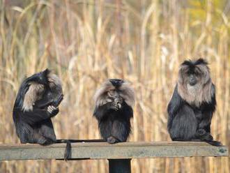 Zvířata v zavřené plzeňské zoo si užívají nebývalý klid