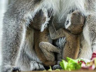 V pražské zoo se narodila dvojčata lemurů kata