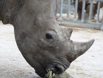Samici nosorožce z Francie se ve Dvoře daří dobře, již chodí ven