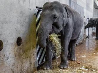 Pražská zoo řeší péči o slony, pro návštěvníky natáčí videa