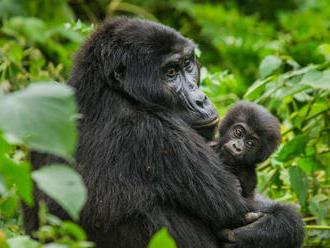 Koronavírus môže napadnúť aj gorily východné horské