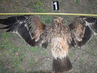 Na Považí našli otráveného orla kráľovského a ďalšie chránené živočíchy
