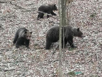 Čaro prírody v okolí Kremnice: Zverejnili FOTO medvedej rodiny, ktorá si užíva priestor bez človeka