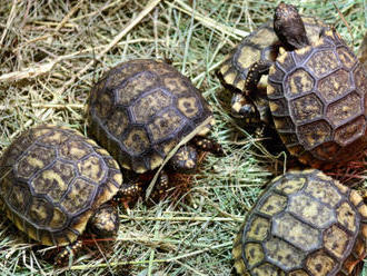 Ve zlínské zoo se vylíhlo osm mláďat želvy pralesní