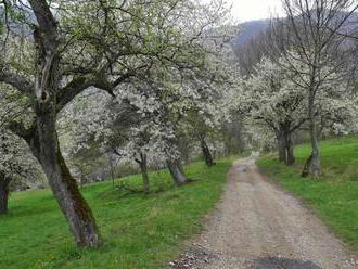 V Brdárke na jar kvitnú tisíce čerešňových stromov, lákajú stovky ľudí