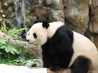 Giant pandas in Hong Kong zoo finally mate after nine years of trying     - CNET