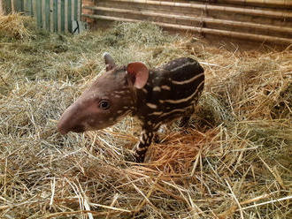 Segítsen nevet adni a Budapesti Állatkert legkisebb tapírjának