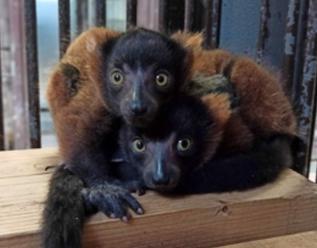 Děčínská zoo poprvé odchovala kriticky ohrožený druh lemura