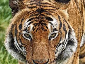 Tygr v newyorské zoo měl pozitivní test na koronavirus