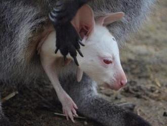 V plzeňské zoo se hnědé samici klokana narodilo bílé mládě