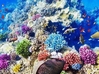 Veľkú koralovú bariéru zasiahlo ďalšie masové blednutie