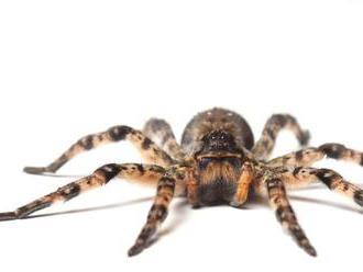 Austrálčan popísal sedem nových druhov pavúka pávieho