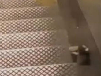 VIDEO Žena na schodoch nakrútila obrovského potkana: Ale keď zbadala, čo si nesie v papuli!