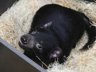 V pražské zoo budou k vidění tasmánští čerti