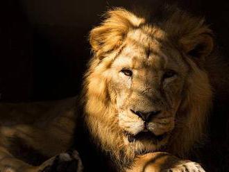 Zoo Ostrava přišla o krále zvířat, byl starý a nemocný, zůstala jen lvice