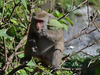 Opice v Indii ukradly vzorky krve s koronavirem. Lékaři nevědí, zda se zvířata mohou nakazit