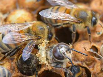SaS podporuje návrh Budaja, aby bola včela chráneným druhom živočícha