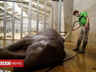 Coronavirus: Belgian zoo comes back to life from lockdown