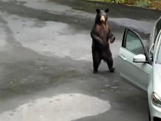 Herečka natočila medvěda, jak se pokouší nastoupit do Mercedesu jejího přítele