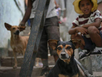 Zákaz chovu zvierat v rómskych osadách je podľa Zvieracieho ombudsmana protiústavný