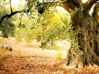 Baktéria napádajúca olivovníky môže spôsobiť škody za desiatky miliárd eur