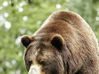 V Kanade spozorovali vzácneho bieleho grizlyho
