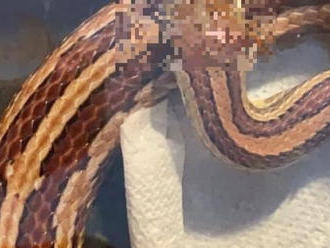 FOTO Rodina si domov doniesla hada: Keď zbadali, čo má na hlave, vybuchli od smiechu
