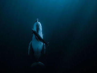 Fotografia spiacej veľryby vyhrala 120.000 dolárov