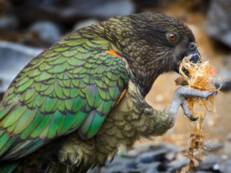 Zlínské zoo se poprvé podařilo odchovat mládě papouška nestor kea