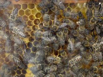 Slovenskí a maďarskí lesníci spoločne obnovili včelárske tradície