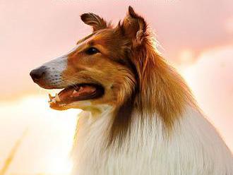 Lassie sa vracia  
