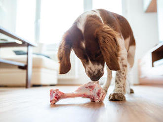 BARF – kvalitné krmivo pre vášho psa