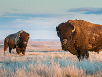 The Margin: Bison gored a woman multiple times after she tried taking a picture with it in Yellowsto