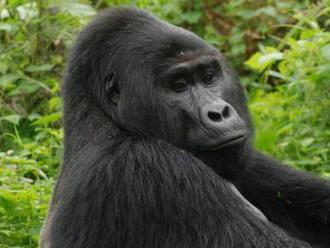 Ohrozená gorila Rafiki padla za obeť lovcom