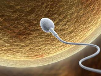 Ženské vajíčka si vyberajú spermie, ktoré ich môžu oplodniť, tvrdí štúdia
