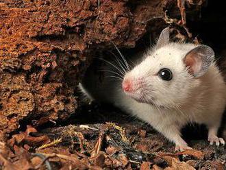 Vedci objavili nový druh vírusu, hostiteľmi sú krysy