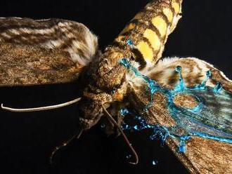 Motýlie krídla sa chránia voči silným dažďovým kvapkám pomocou hrbolčekov a voskovej vrstvy