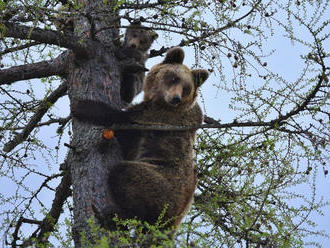 Medvede stratili plachosť. MŽP chce riešiť problém so šelmami