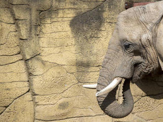 Mrtvých slonů s nevysvětlenou příčinou úhynu v Botswaně přibývá