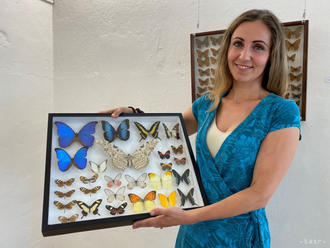 Návštevníci výstavy vo Veľkom Šariši motýľov môžu vidieť ich liahnutie