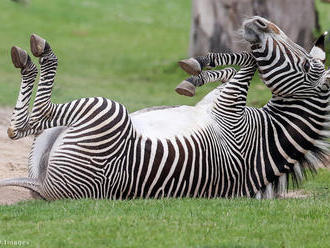 A nap kérdése: melyik zebra néz a kamerába?
