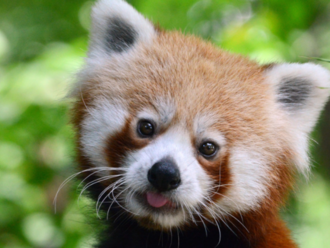 Új kis panda érkezett a Budapesti Állatkertbe, és megnyílt a Lepkekert is